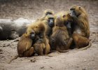 Robery Nixon-Betts - Baboon Family.jpg